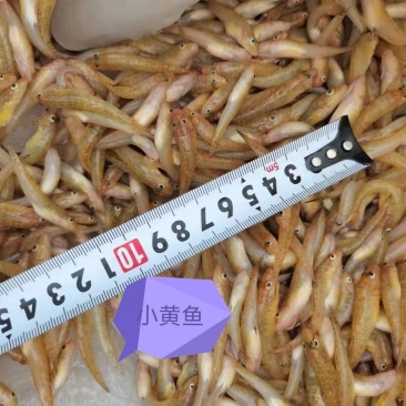 油炸，椒盐，罐装鱼仔，黄豆焖，酸笋焖，干锅，小黄鱼