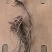野生茜草红毛根小拉拉瓤根