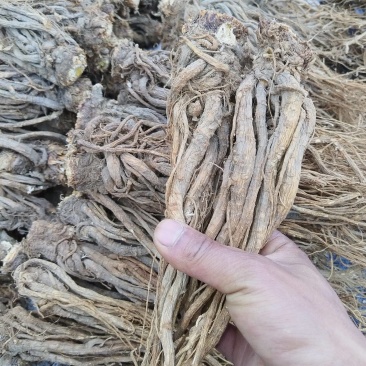 当归大量上市，可视频看货，全国发货，量大从优