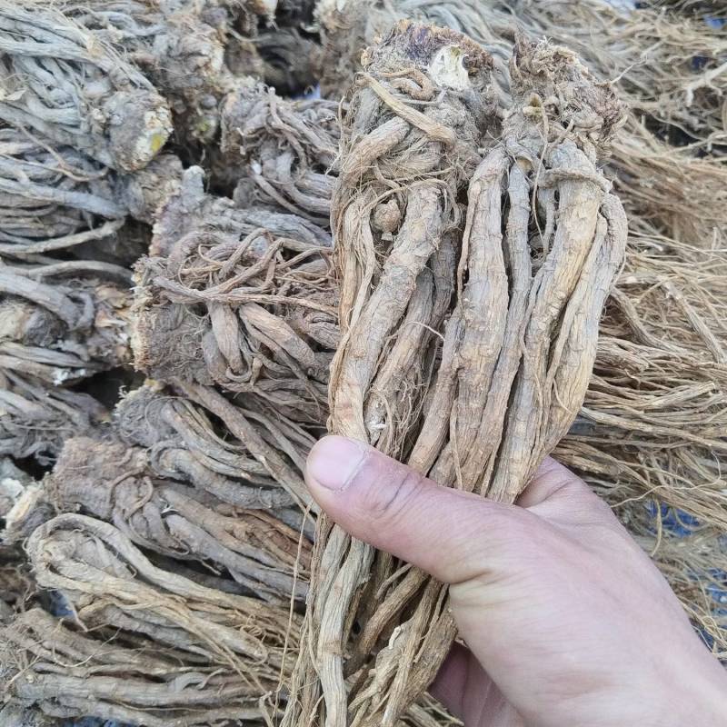 当归大量上市，可视频看货，全国发货，量大从优