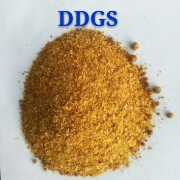 玉米蛋白饲料DDGS营养价值高价格优惠
