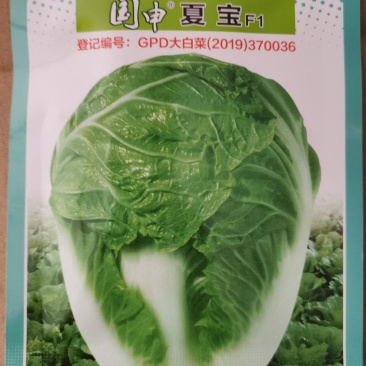 夏宝南韩绿冠抗热白菜种子抗病品质好耐热品种