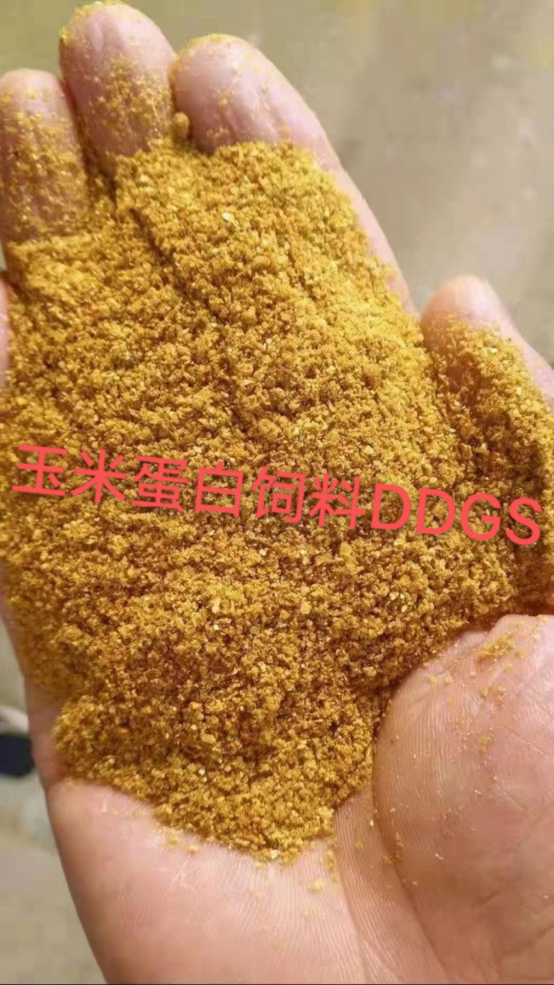 玉米蛋白饲料DDGS营养价值高价格优惠