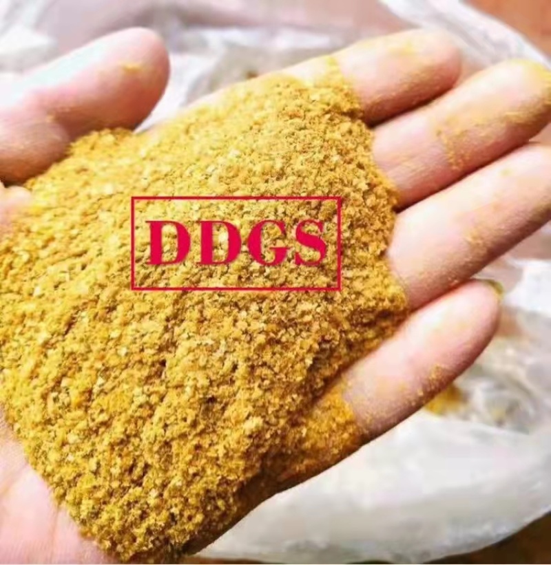 烘干玉米高蛋白DDGS，可替代部分玉米，降低增效。