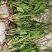 车前草