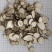 白芷，白芷片无硫，过筛，产地一手货源，新货，实拍现货