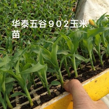 甜翠花超玉米苗水果玉米苗