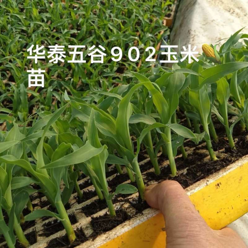 甜翠花超玉米苗水果玉米苗