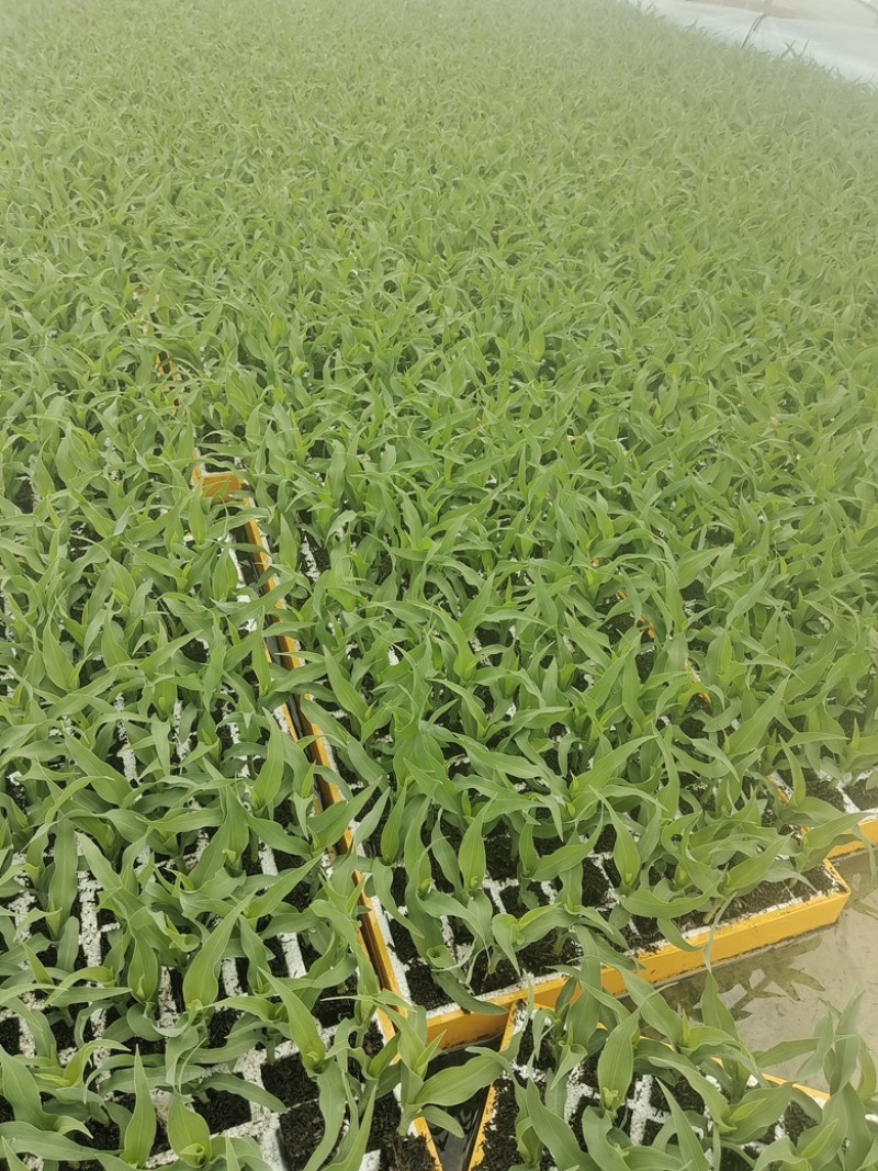 甜翠花超玉米苗水果玉米苗