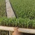 甜翠花超玉米苗水果玉米苗