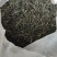普洱茶春茶绿茶