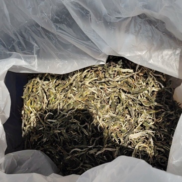 普洱茶春茶绿茶