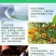流体硼硼肥叶面肥花前肥促进花芽分化