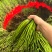 【泡菜】贵州青蕨苦蕨盐渍蕨菜大量供应