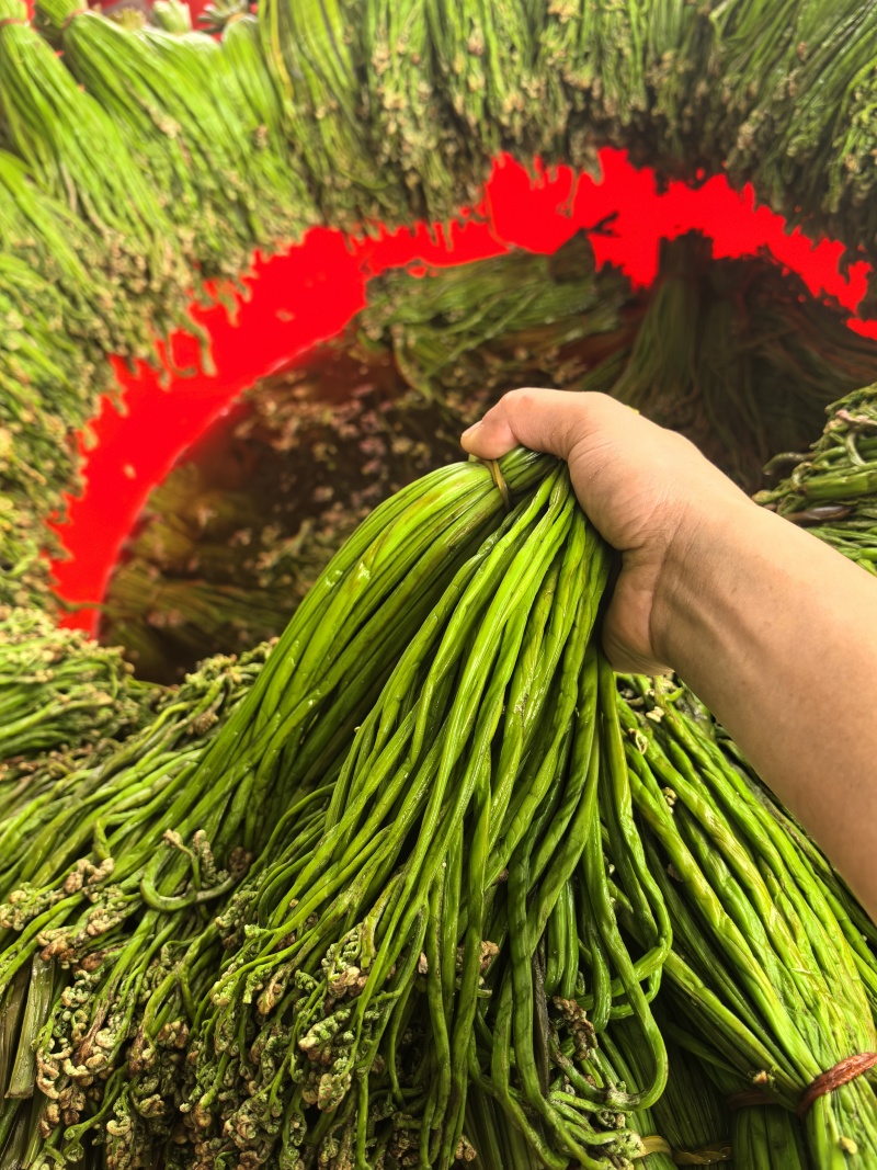 【泡菜】贵州青蕨苦蕨盐渍蕨菜大量供应