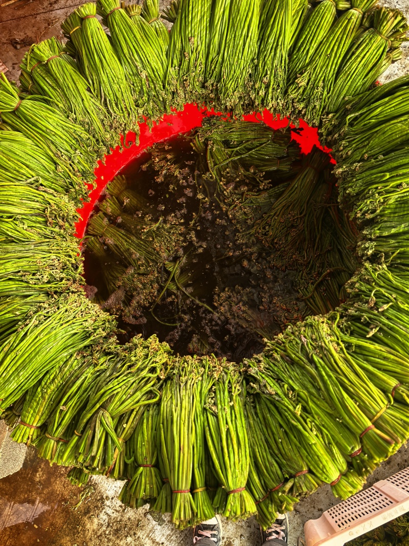 【泡菜】贵州青蕨苦蕨盐渍蕨菜大量供应