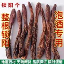 锁阳批发优质锁阳规格齐全可供实体店量大从优