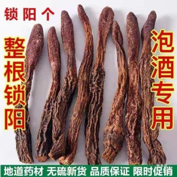 锁阳批发优质锁阳规格齐全可供实体店量大从优