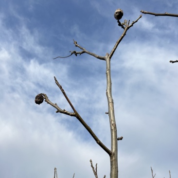 核桃树嫁接核桃树苗文玩核桃树苗占地核桃树苗
