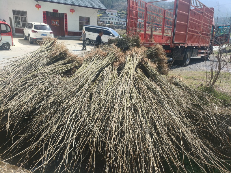 陕西【合欢苗】货源充足产地直销手货源诚信经营现摘现发