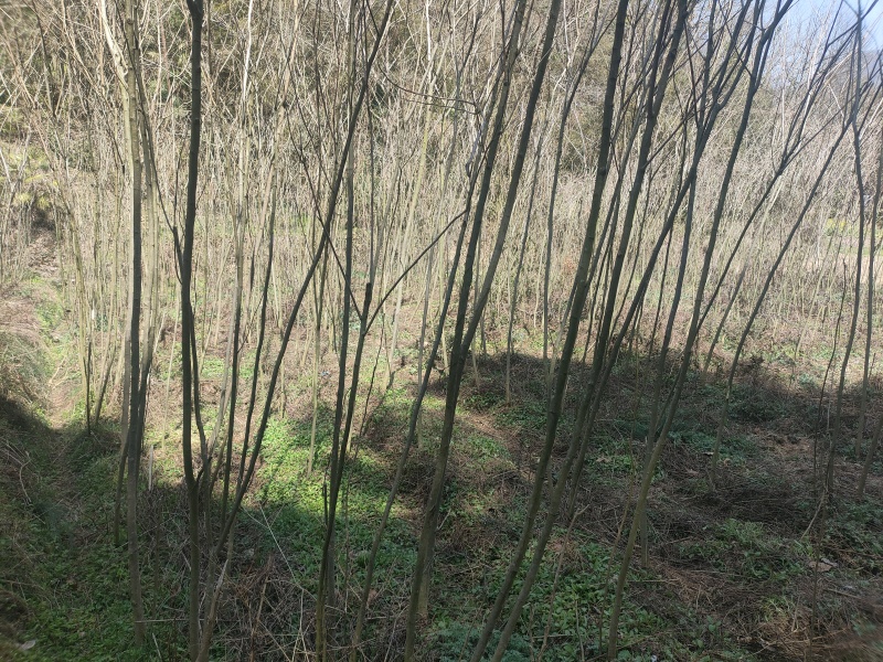 陕西【合欢苗】货源充足产地直销手货源诚信经营现摘现发