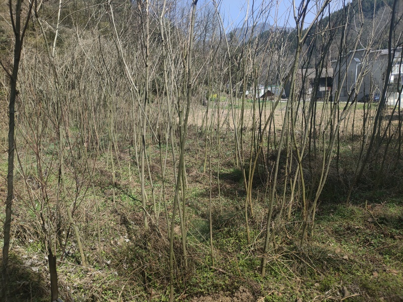 陕西【合欢苗】货源充足产地直销手货源诚信经营现摘现发