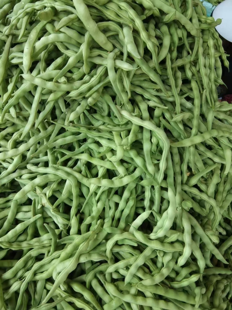 四季豆新鲜四季豆有机种植四季豆
