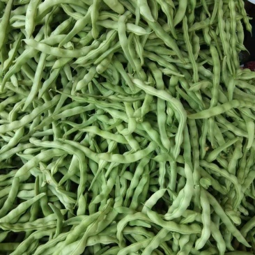 大青豆新鲜大青豆四川大青豆有机种植大青豆