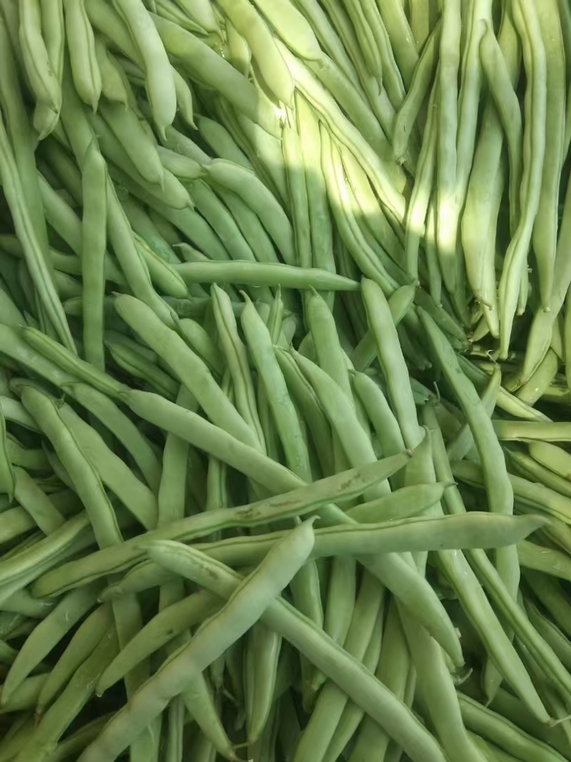 大青豆新鲜大青豆四川大青豆有机种植大青豆