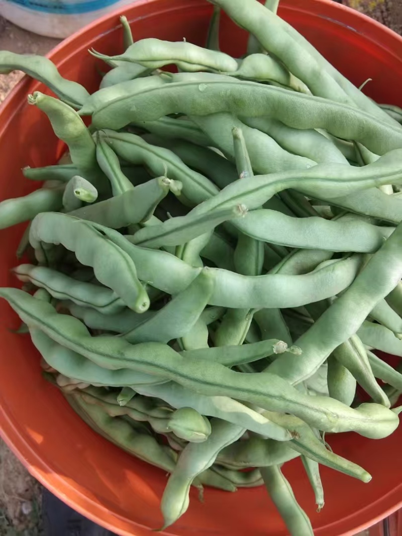 大青豆新鲜大青豆四川大青豆有机种植大青豆