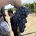 新疆八十一夏黑蓝莓葡萄