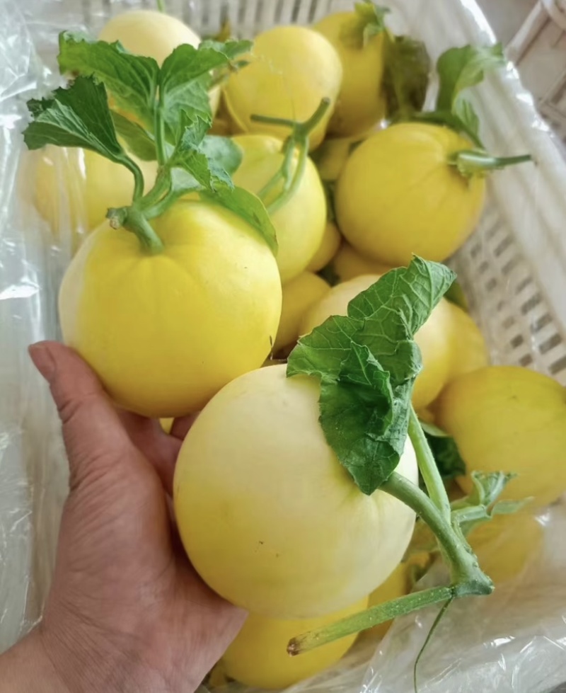【产地直供】绿宝石小蜜蜂羊角蜜玉菇甜瓜erp一件代发