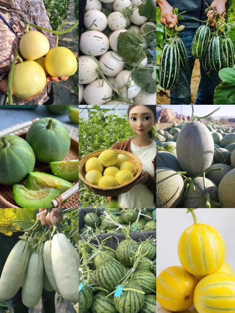 【产地直供】绿宝石小蜜蜂羊角蜜玉菇甜瓜erp一件代发