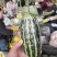 【产地直供】绿宝石小蜜蜂羊角蜜玉菇甜瓜erp一件代发