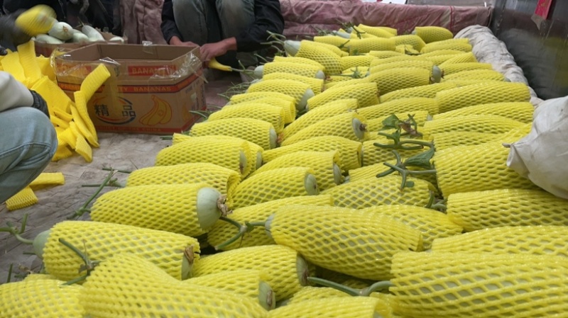 【产地直供】绿宝石小蜜蜂羊角蜜玉菇甜瓜erp一件代发