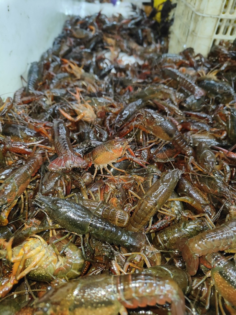 小龙虾