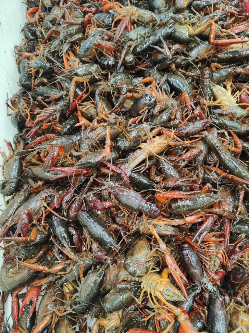 小龙虾