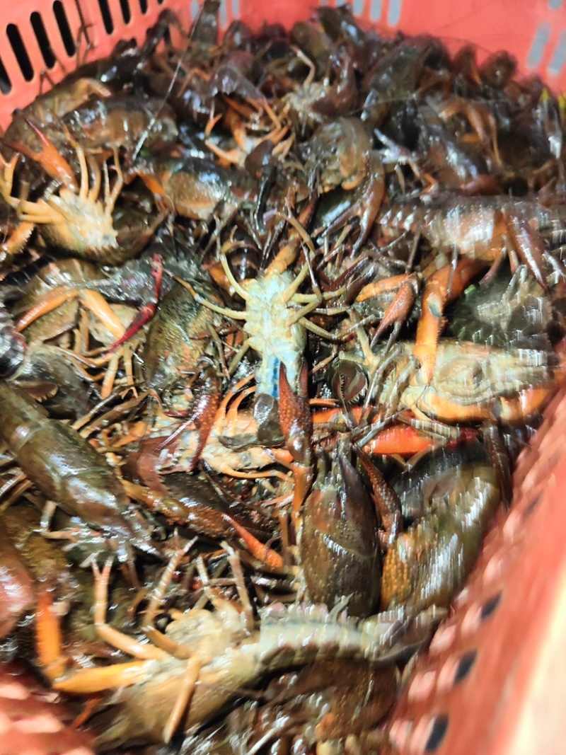 小龙虾