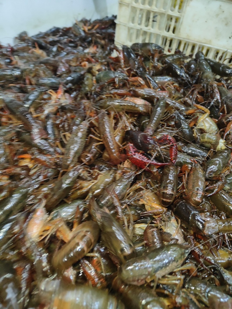 小龙虾