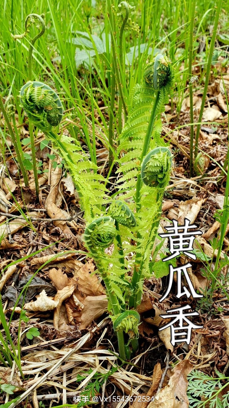 黄瓜香