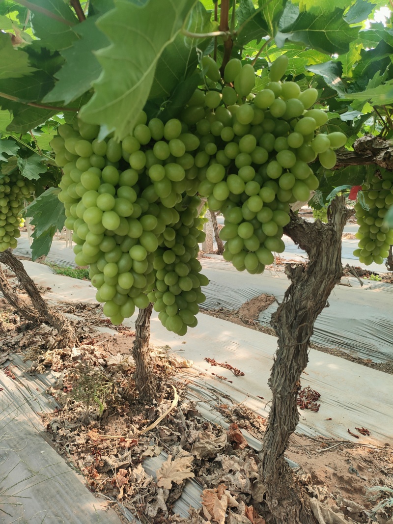 葡萄无籽小葡萄，精品白吉星,大量供应超市，市场，一手货源