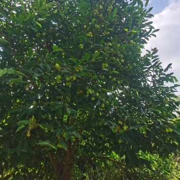白木沉香树绿化/结香可用