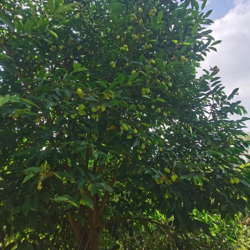 白木沉香树绿化/结香可用