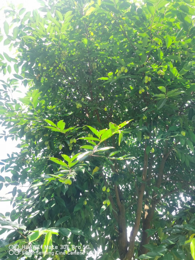 白木沉香树绿化/结香可用