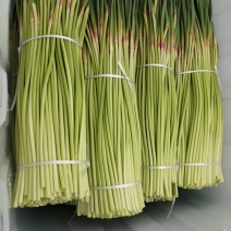 精品蒜苔蒜薹精品红帽蒜薹头茬货货源足欢迎咨询