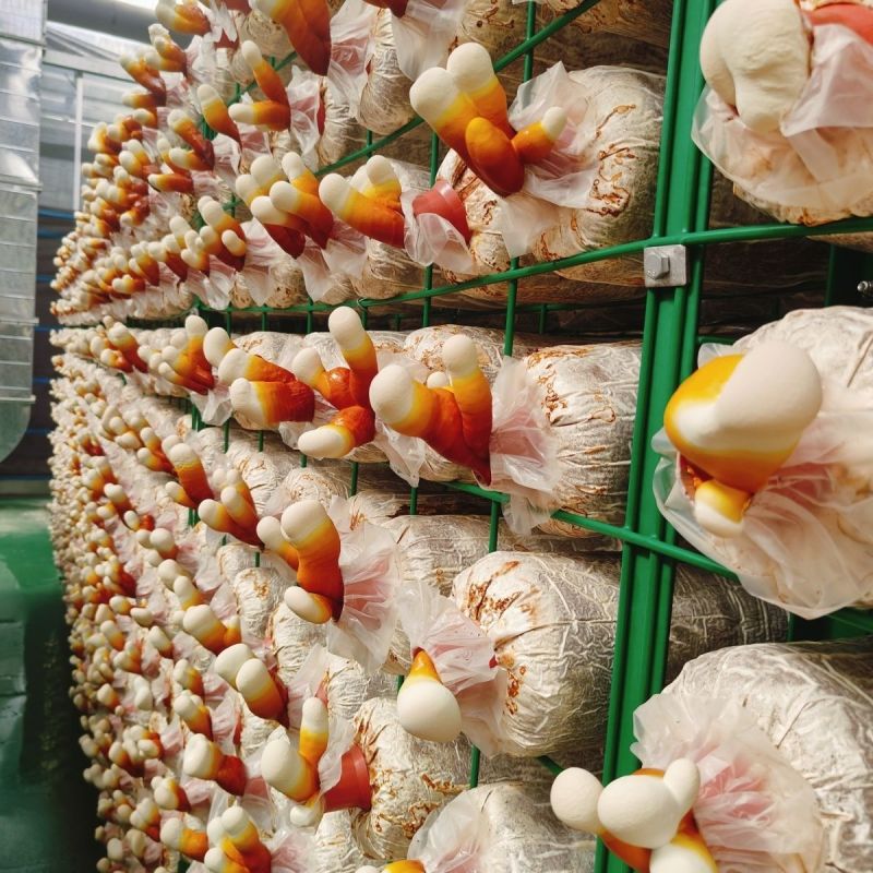 【牛商优选】赤灵芝菌棒食药用灵芝栽培种鹿茸菌灵芝菌包