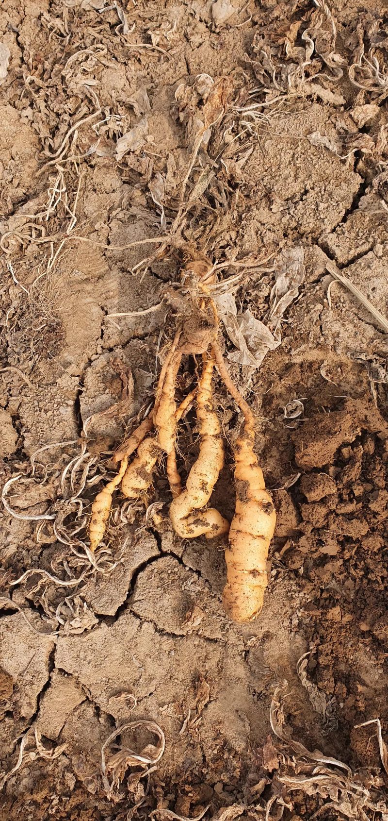 地黄苗种植技术，基地直供，技术服务。欢迎随时电话联系