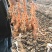 地黄苗种植技术，基地直供，技术服务。欢迎随时电话联系