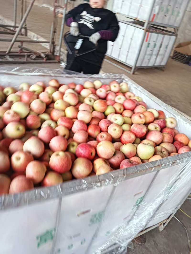 秦冠苹果（万荣苹果商品果工厂果）大量供货价格便宜欢迎采购