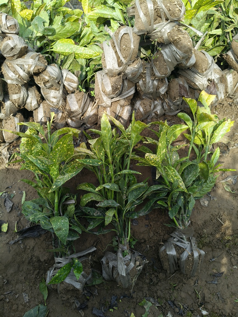 洒金珊瑚小毛球平面高度40cm，基地有量，欢迎订购。